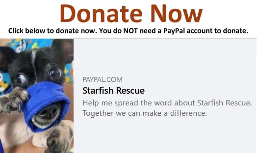 Donate to Starfish Rescue