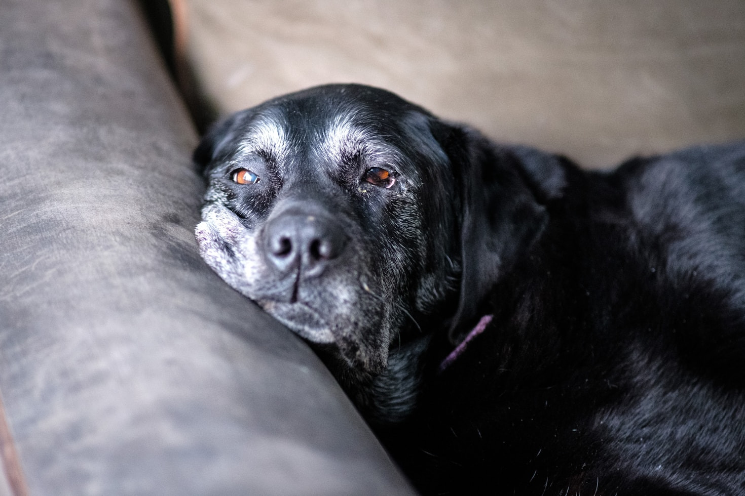 The Joy of Adopting a Senior Dog