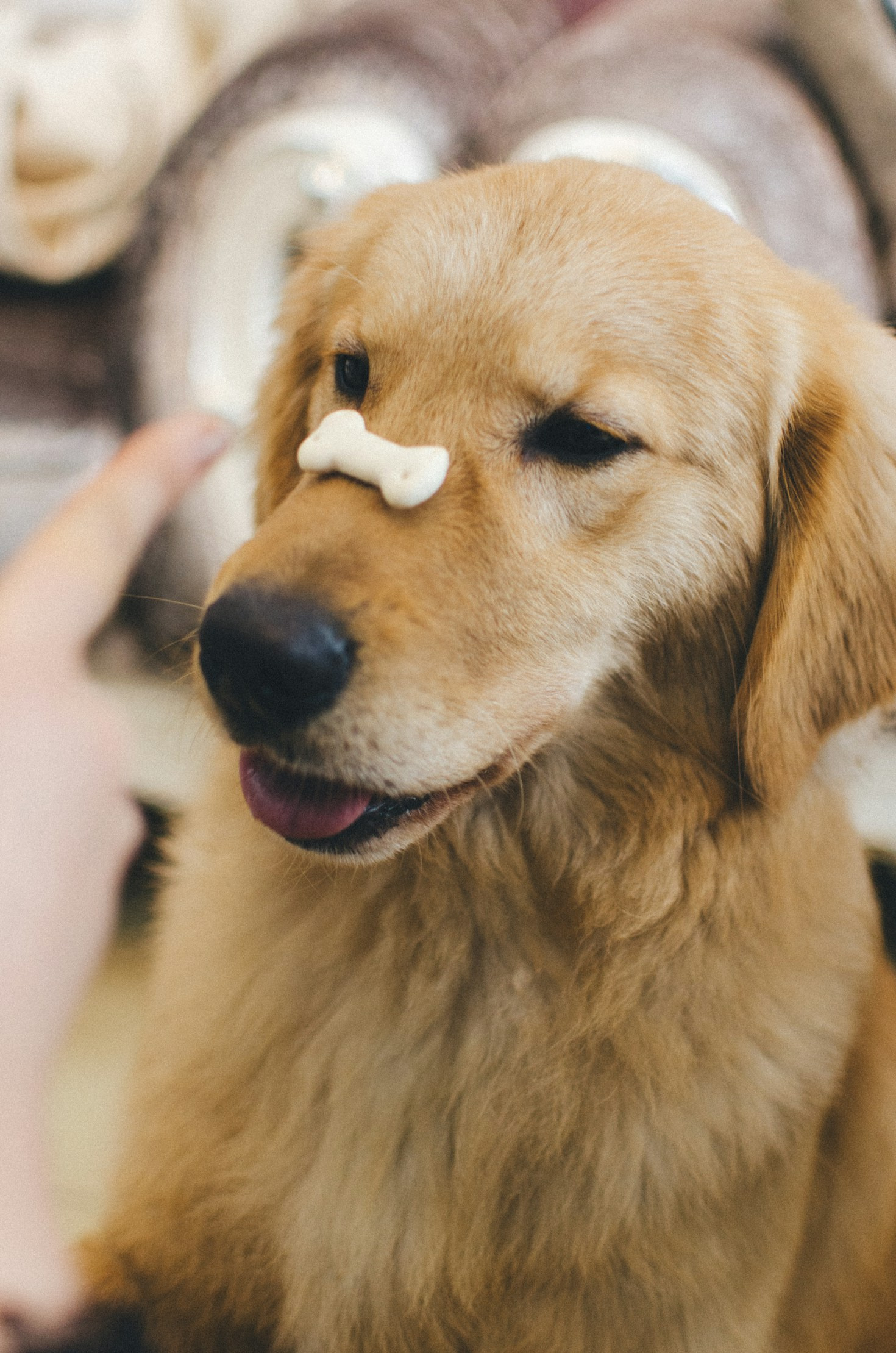 How Your Donations Change Canine Lives